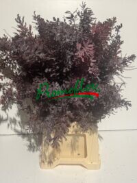 Acacia Baileyana Purpurea Red Absorbed