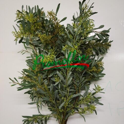 Acacia Glauca (Leucaena)