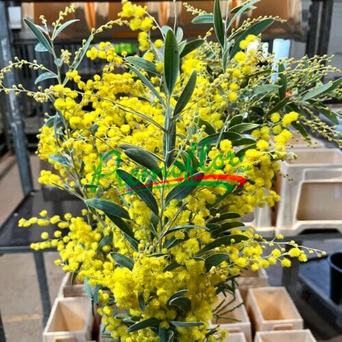 Acacia Hanburyana Flower