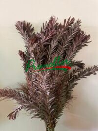 Acacia Luna d'Argento Red Absorbed