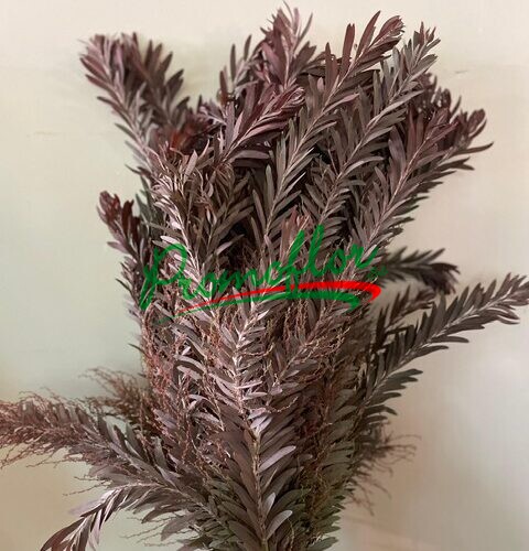Acacia Luna d'Argento Red Absorbed