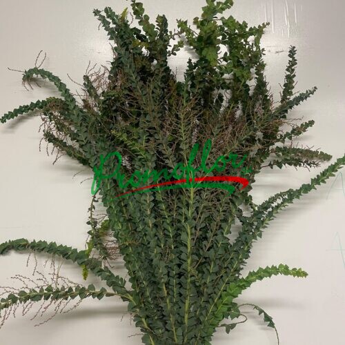 Acacia Purple
