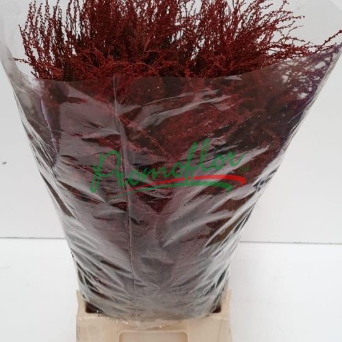 Acacia Tournair Red Absorbed
