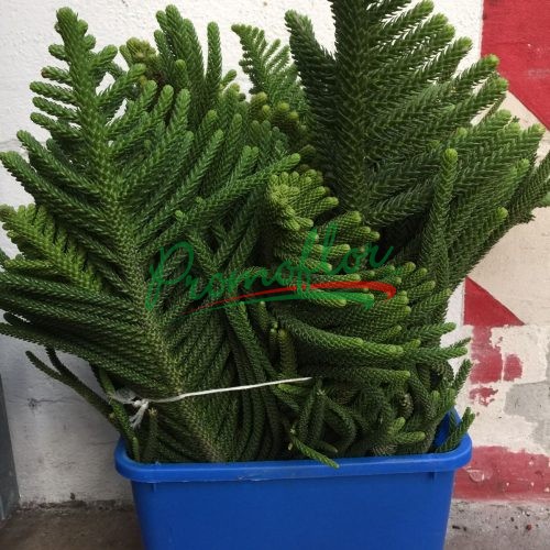 Araucaria