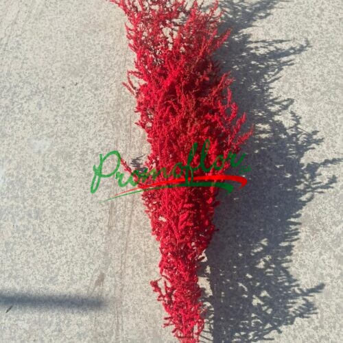 Asparagus Acutifolius Painted Snow Red