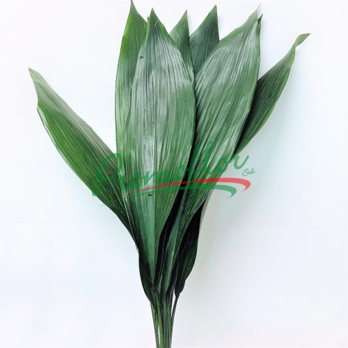 Aspidistra Elatior