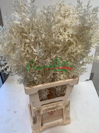Ruscus Aculeatus Bleached