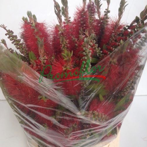 Callistemon Viminalis