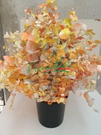 Eucalyptus Cinerea Monet