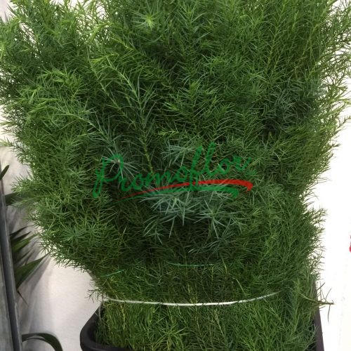 Cryptomeria