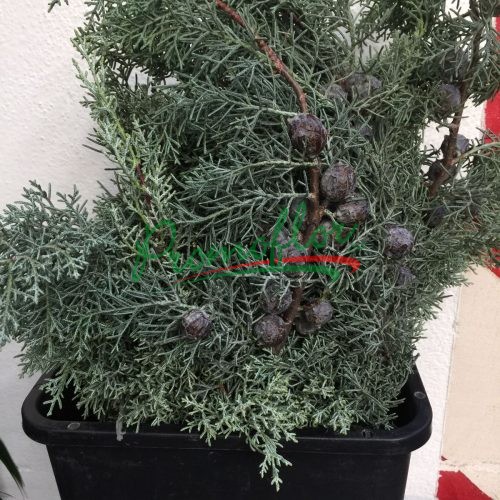 Cupressus Arizonica