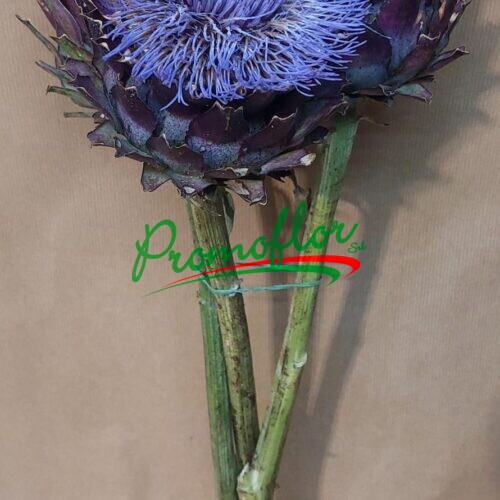 Cynara Cardunculus