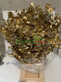 Eucalyptus Cinerea Gold