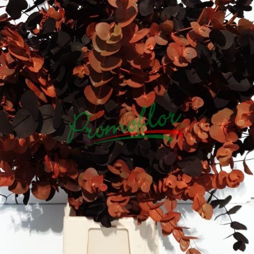 Eucalyptus Cinerea Halloween