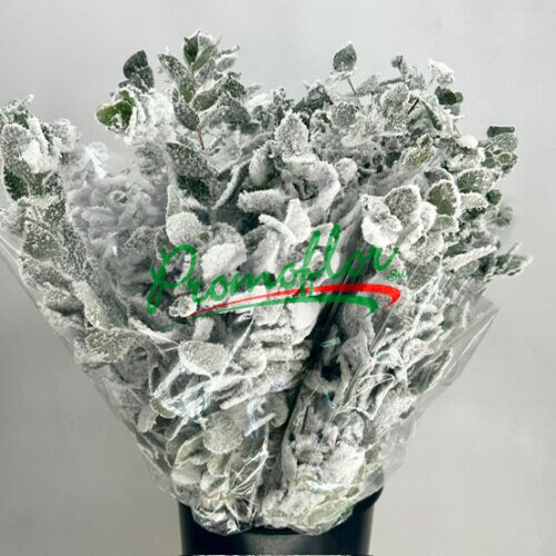 Eucalyptus Cinerea Snow White