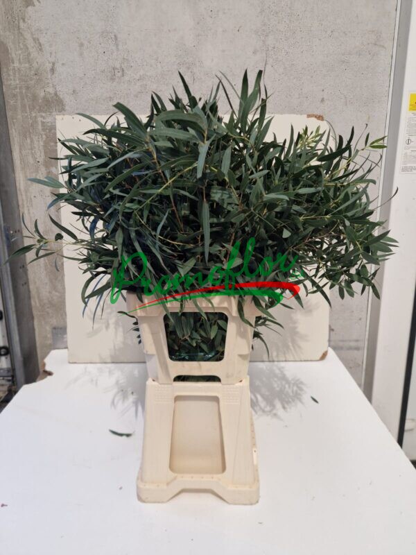 Eucalyptus Domenichina