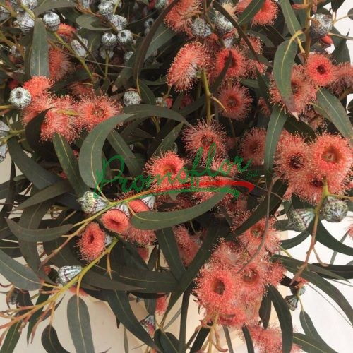 Eucalyptus Globulus Red Absorbed