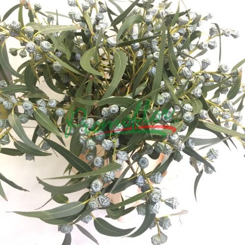 Eucalyptus Globulus with leaves