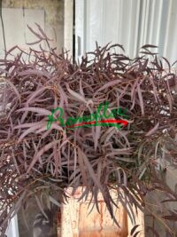 Eucalyptus Nicholii Red Absorbed