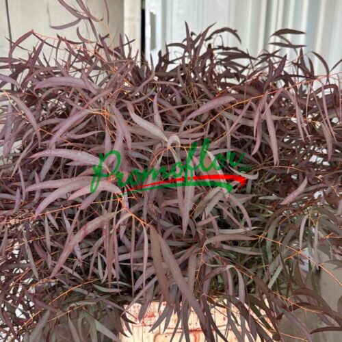 Eucalyptus Nicholii Red Absorbed