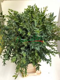 Eucalyptus Parvifolia