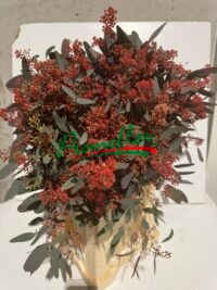 Eucalyptus Populifolia Berries Flower Red Absorbed