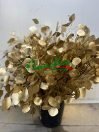 Eucalyptus Populifolia Painted Metal