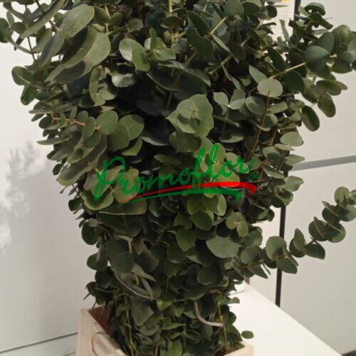 Eucalyptus Pulvirulenta