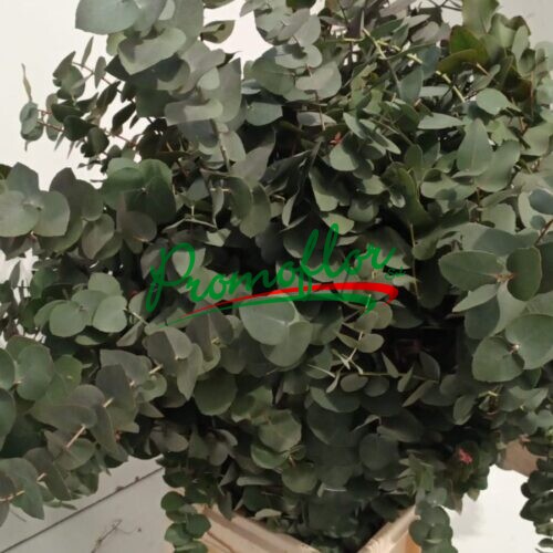 Eucalyptus Stuartiana