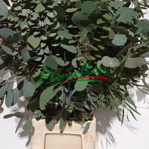 Eucalyptus mix