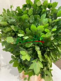 Fagus