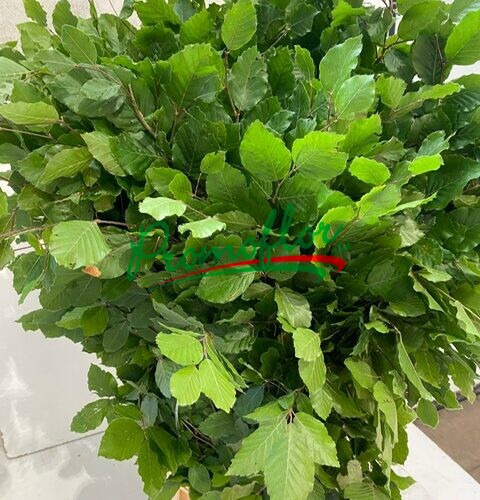 Fagus