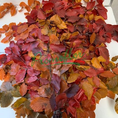 Fagus Autumn Preserved