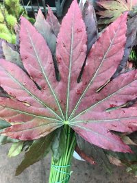 Fatsia Japonica Red Absorbed