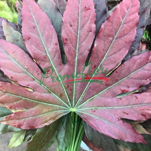 Fatsia Japonica Red Absorbed