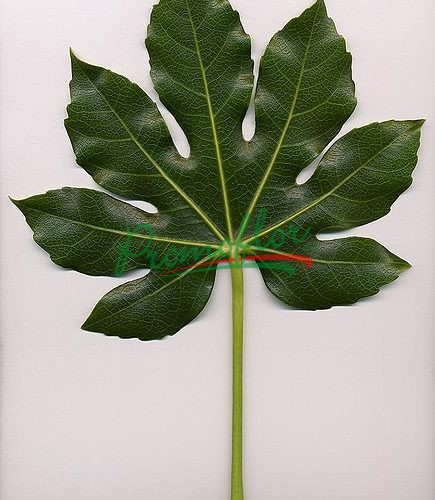 Fatsia Japonica (Aralia)