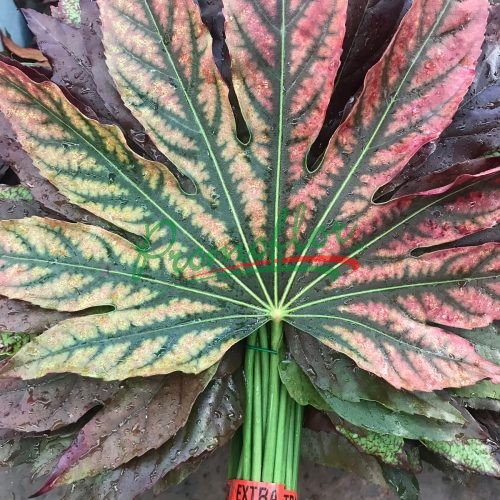 Fatsia Japonica Autumn Absorbed