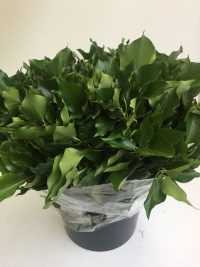 Hedera Helix