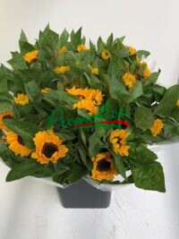 Helianthus