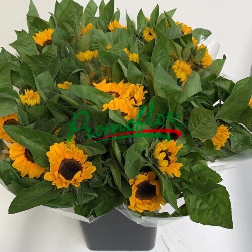 Helianthus
