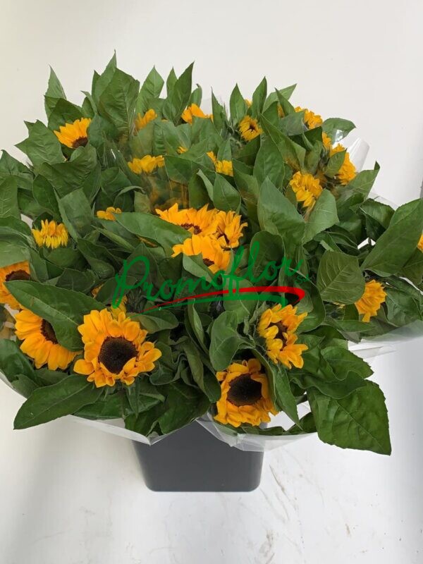 Helianthus