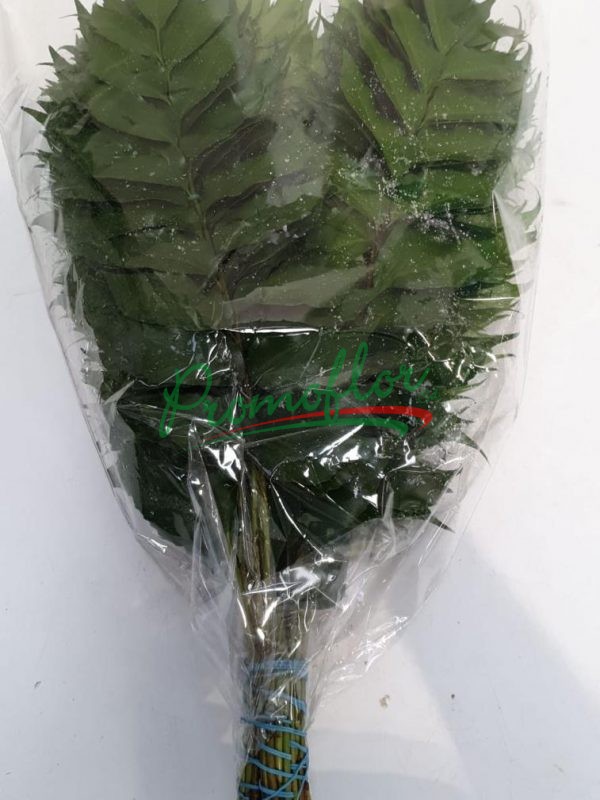 Holly Fern
