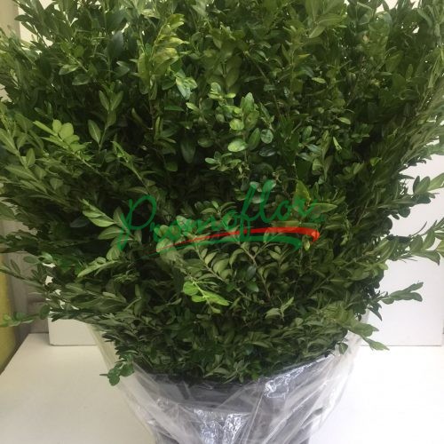 Buxus