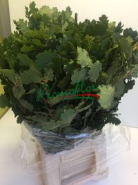 Quercus