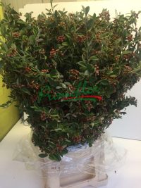 Cotoneaster