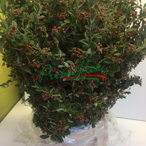 Cotoneaster