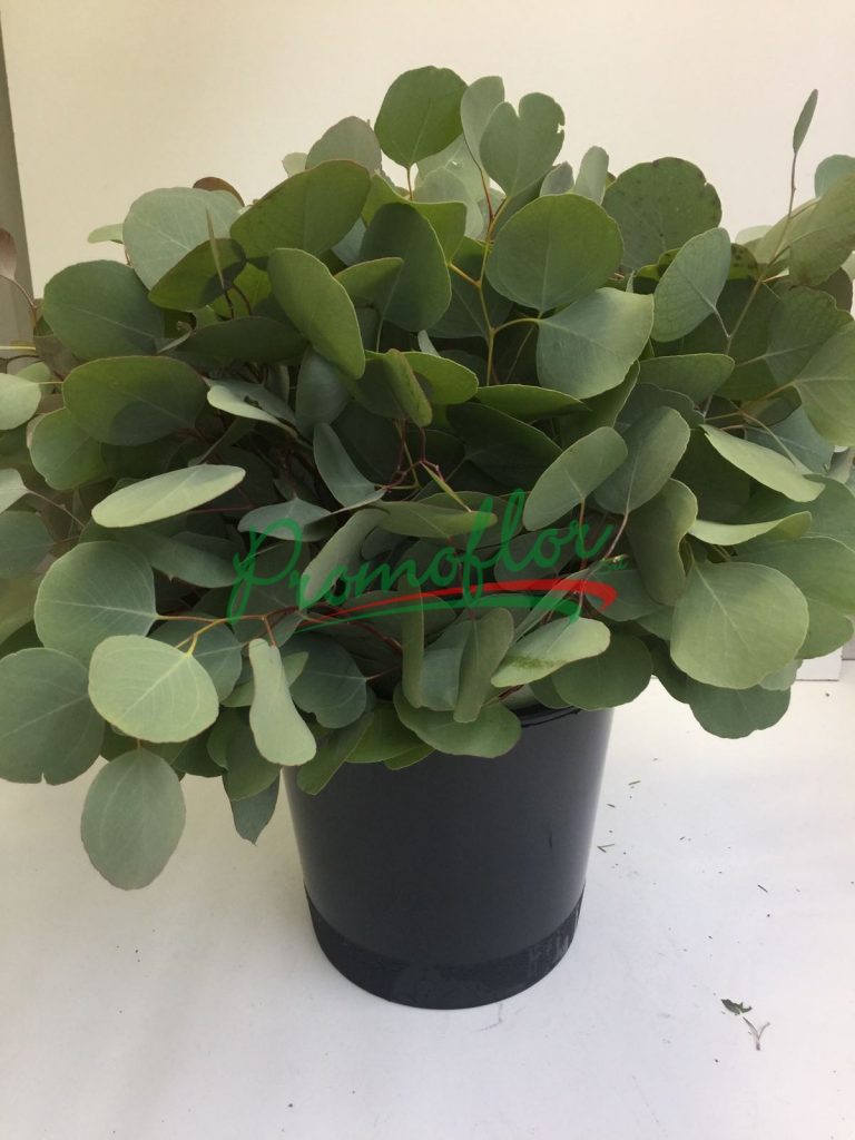 Eucalyptus Populus (300 g)