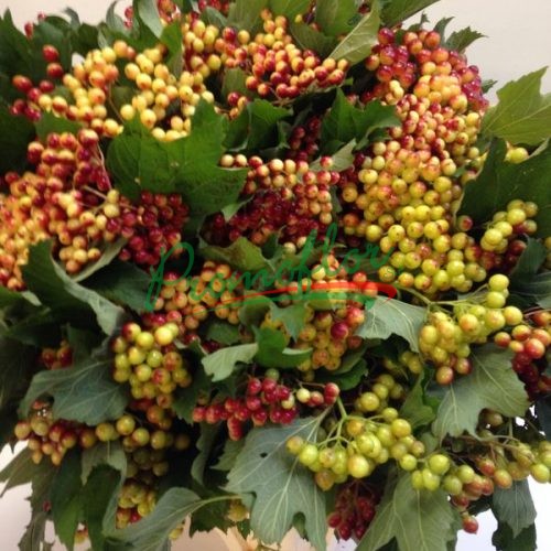 Viburnum Compactum