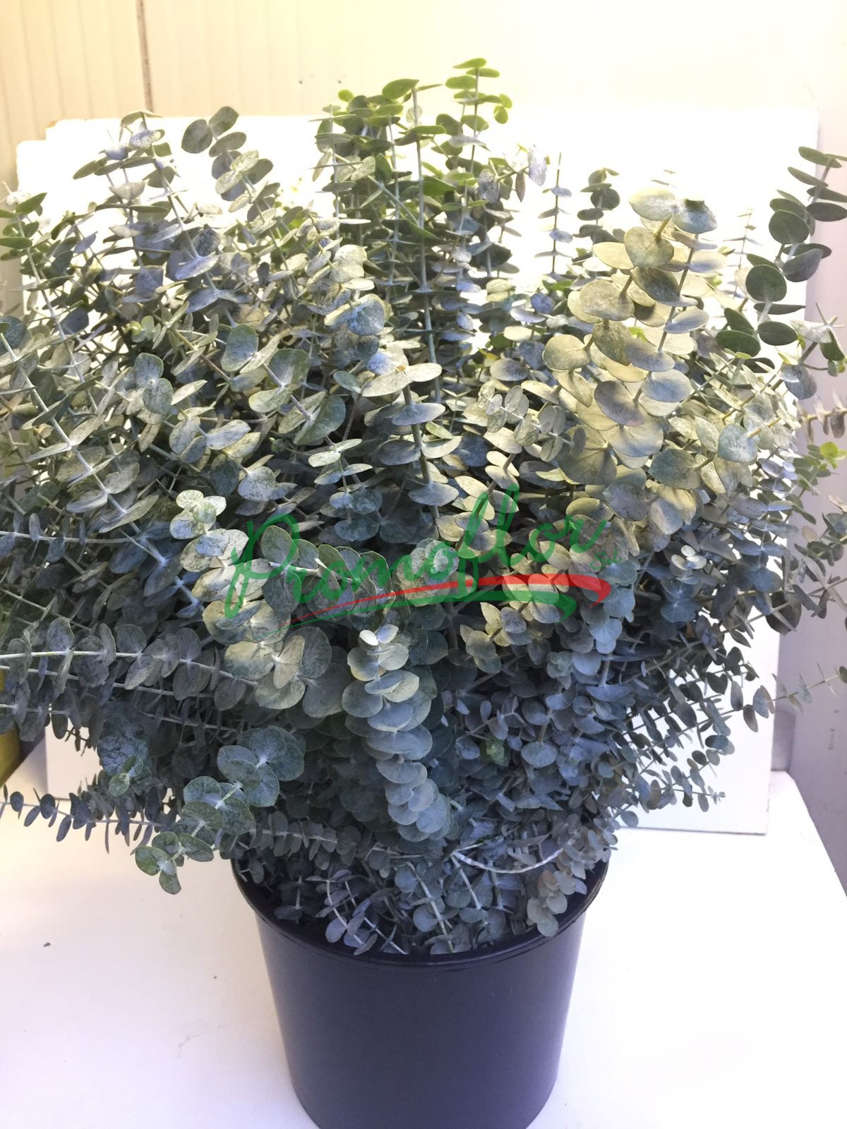 Eucalyptus Baby Blue Promoflor