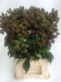 Rubus